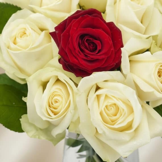 Primer plano extremo de un arreglo floral CARLA con una rosa roja central rodeada de rosas blancas, todas con sutiles gotas d