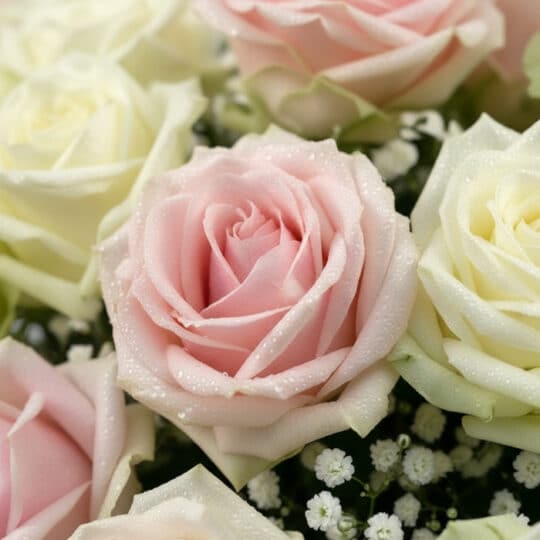 Primer plano extremo de un arreglo floral Evelin con 22 rosas en tonos blancos y rosados, mostrando textura hiperrealista y g