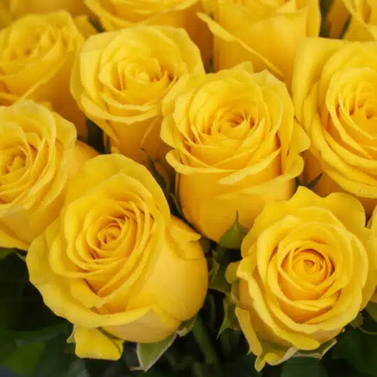 Primer plano extremo de un arreglo floral Evelina con 24 rosas amarillas frescas, mostrando texturas hiperrealistas y sutiles