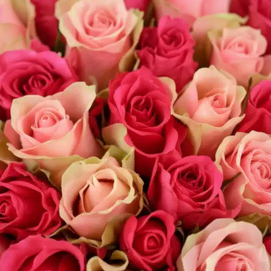 Primer plano extremo de un ramo de rosas fucsia y rosadas con gotas de rocío, mostrando texturas hiperrealistas y colores vib