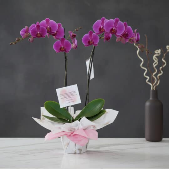 Orquídea Premium de Dos Tallos Deluxe con flores moradas vibrantes y hojas verdes, presentada en una maceta elegante con envo